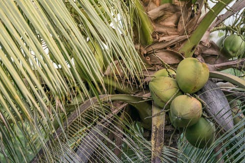 绿色椰子果实在树枝上 · 免费素材图片