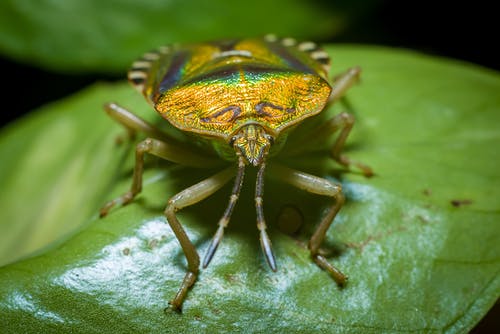 在绿色的叶子，在摄影中的绿色和棕色甲虫 · 免费素材图片