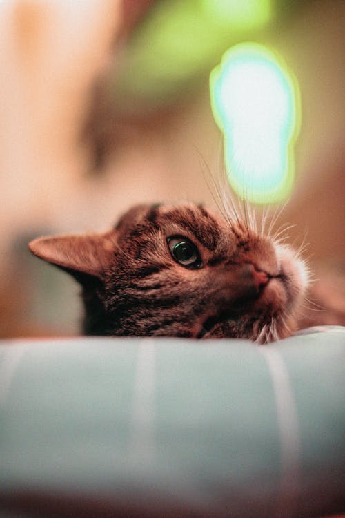 有关一瞥, 伴侣, 冷静的免费素材图片