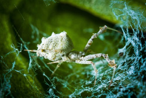 网络中的棕色蜘蛛在关闭摄影 · 免费素材图片