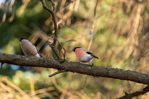 有关动物, 天性, 山雀的免费素材图片