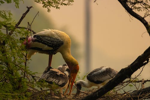 有关动物, 野生, 鸟类的免费素材图片