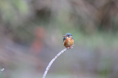 有关alcedo, アルセデニデス, 乾的的免费素材图片