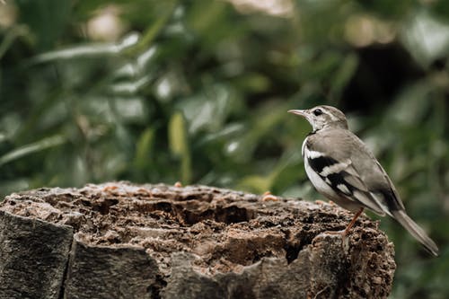 棕色树枝上的黑白鸟 · 免费素材图片