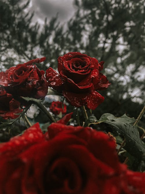 有关垂直拍摄, 特写, 红玫瑰的免费素材图片