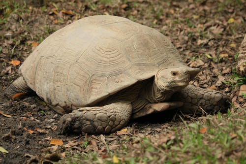 棕土龟 · 免费素材图片
