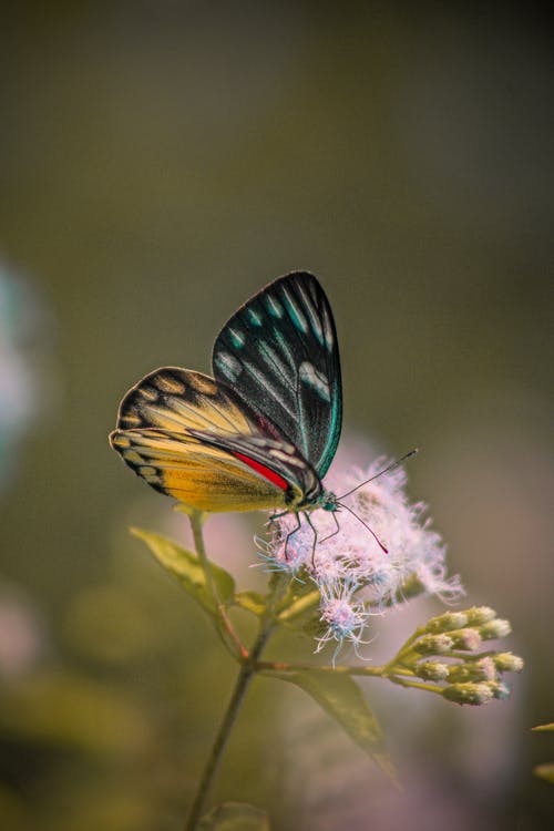 老虎燕尾蝴蝶栖息在特写摄影中的紫色花 · 免费素材图片