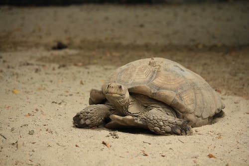 白沙滩上的棕龟 · 免费素材图片