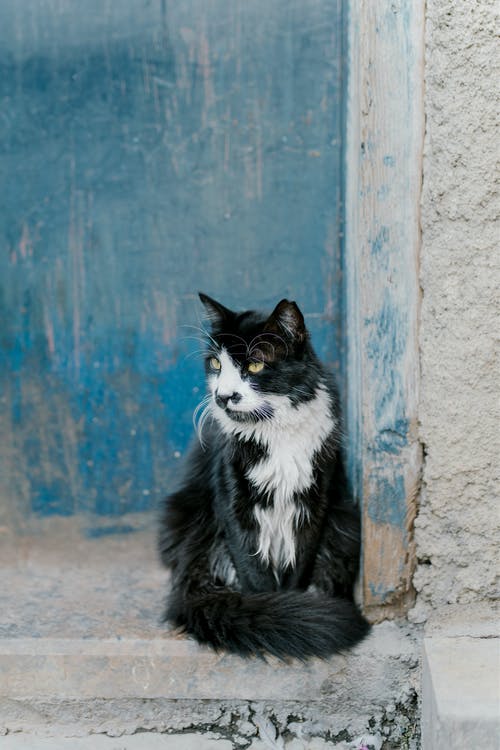 燕尾服猫在蓝色的木门上 · 免费素材图片