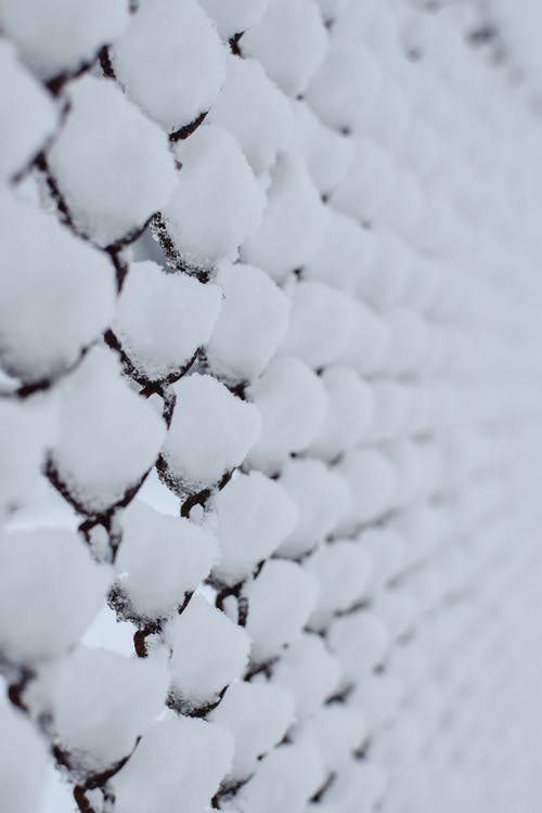 白冰在树枝上 · 免费素材图片