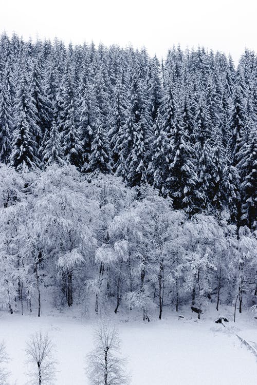 有关不变, 冬季, 冷的免费素材图片
