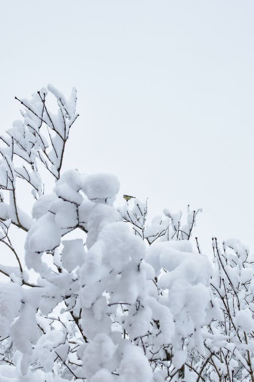 有关下雪的, 冬季, 冷冰的的免费素材图片