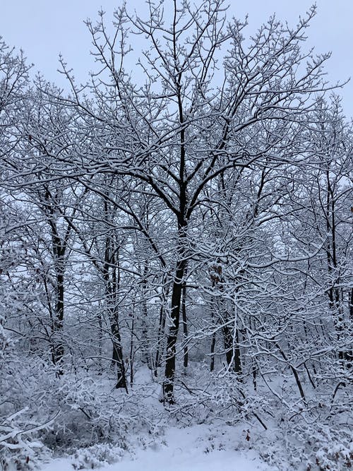 有关ICEE, 下雪的天气, 光秃秃的树木的免费素材图片