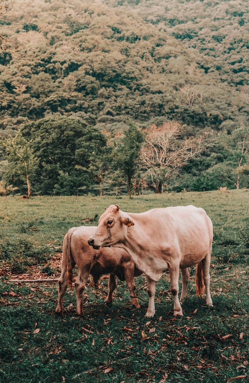 有关动物摄影, 哺乳动物, 垂直拍摄的免费素材图片