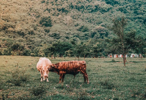 有关动物摄影, 哺乳动物, 奶牛的免费素材图片