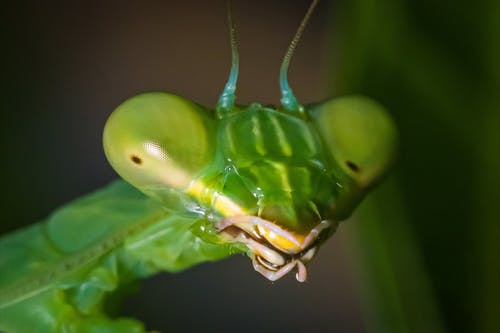 在特写摄影绿色螳螂 · 免费素材图片