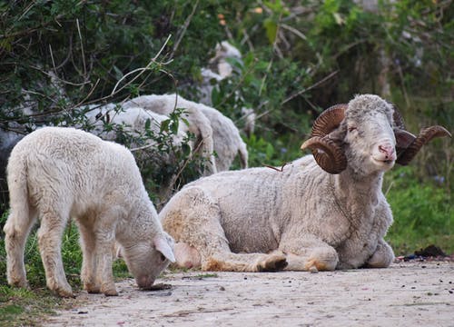 白羊在棕色的沙滩上 · 免费素材图片