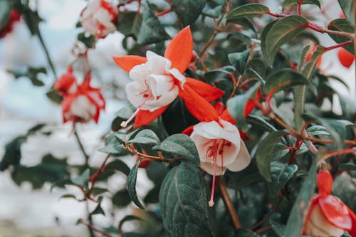 有关增长, 天性, 微妙的免费素材图片