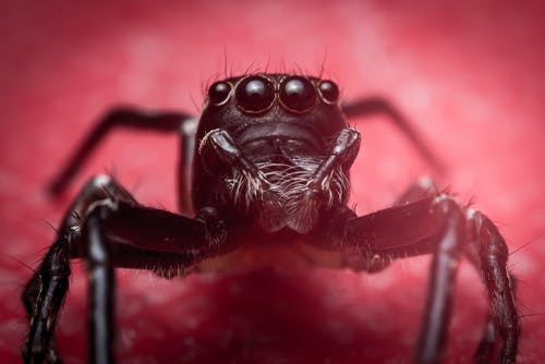 黑色表面上的黑蜘蛛 · 免费素材图片