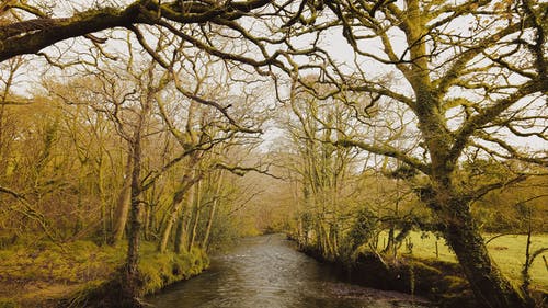 有关公園, 冷靜, 叶儿的免费素材图片