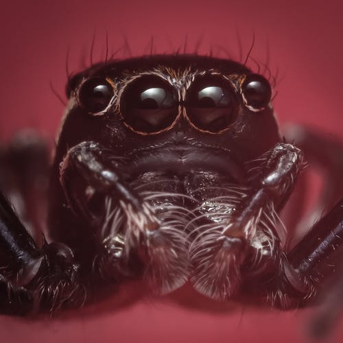 黑蚂蚁在微距摄影 · 免费素材图片