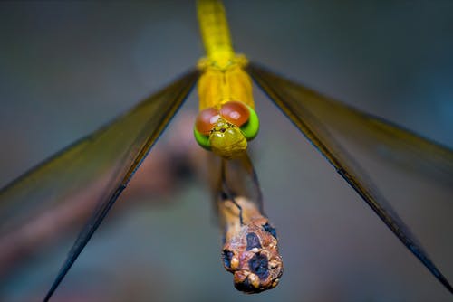 棕色茎上的棕色和绿色蝴蝶 · 免费素材图片