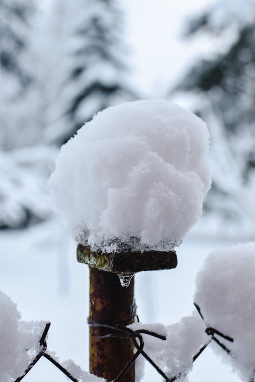 大雪覆盖的树枝 · 免费素材图片