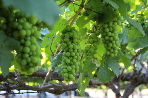 树枝上的绿色葡萄 · 免费素材图片
