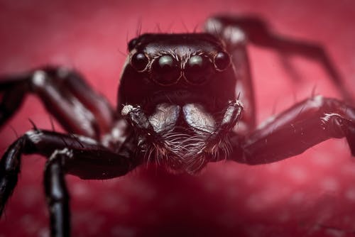 黑色蜘蛛在红色的塑料容器 · 免费素材图片