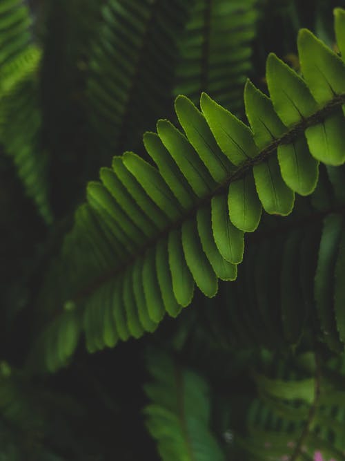 有关图案, 垂直拍摄, 天性的免费素材图片