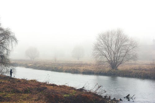 有关光秃秃的树木, 大雾天, 有薄雾的的免费素材图片