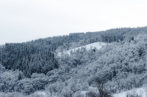 有关冬季, 冷, 冷杉的免费素材图片