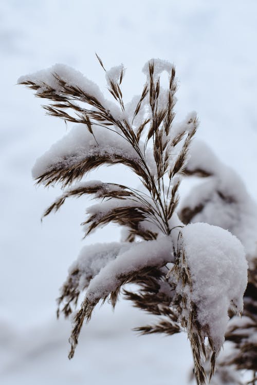 有关下雪的, 冬季, 冷冰的的免费素材图片