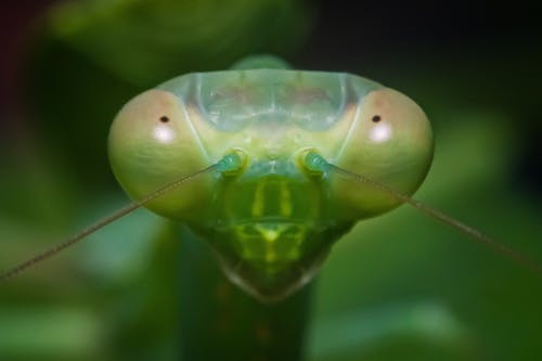 在特写摄影绿色螳螂 · 免费素材图片