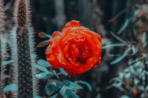 有关增长, 天性, 微妙的免费素材图片