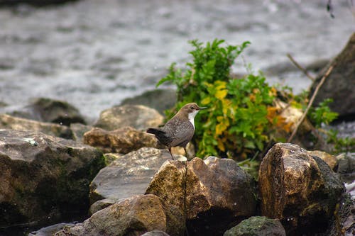 有关栖息, 美国北斗七星, 鸟类的免费素材图片
