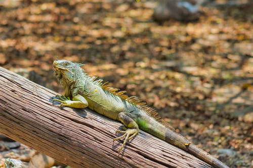 有关动物, 动物摄影, 景深的免费素材图片
