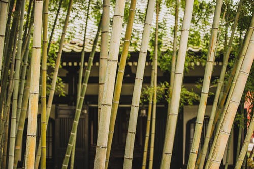 有关广角镜头, 竹子, 高大的树木的免费素材图片