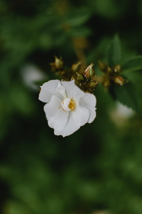 移轴镜头中的白花 · 免费素材图片