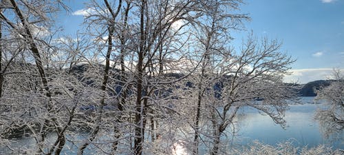 光秃秃的树木，覆盖着雪 · 免费素材图片