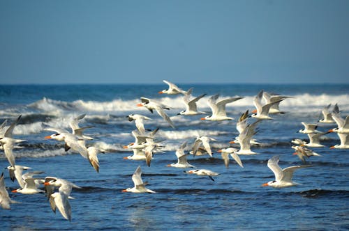 有关birds_flying, 一群鸟, 动物摄影的免费素材图片