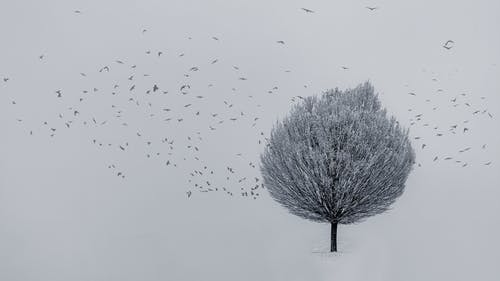 积雪的地面上的蓝树 · 免费素材图片