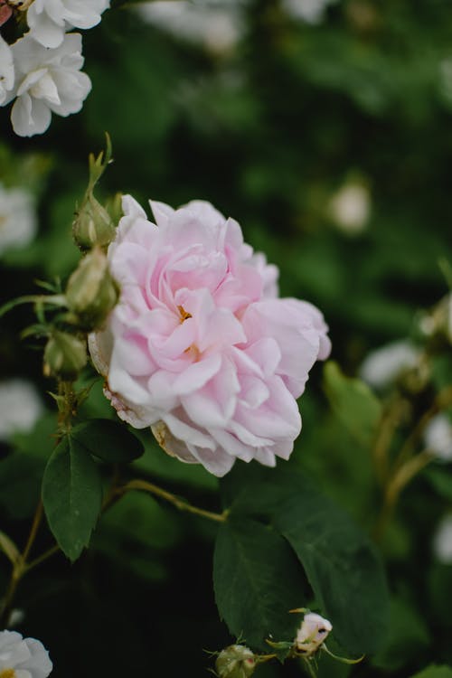 移轴镜头中的粉红色花朵 · 免费素材图片