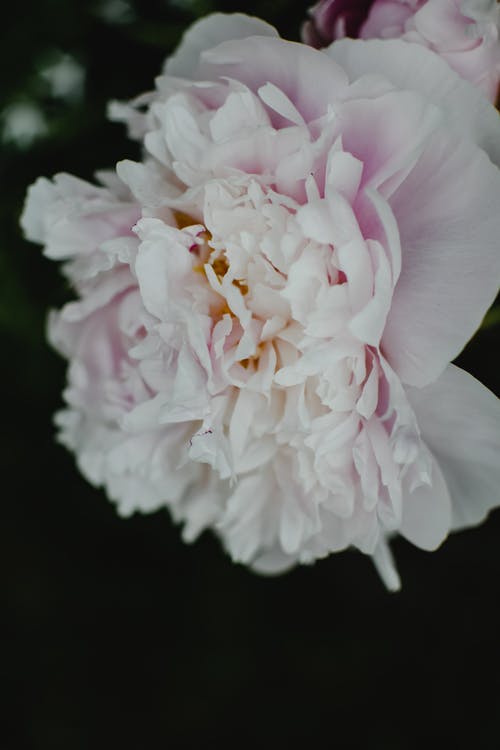 白色和粉红色的花，在关闭了摄影 · 免费素材图片