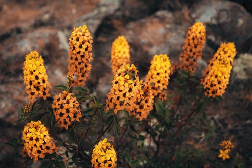 有关充满活力, 微距拍摄, 模糊的背景的免费素材图片
