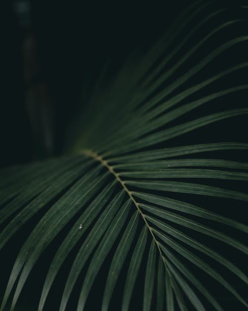 暗室中的绿叶植物 · 免费素材图片