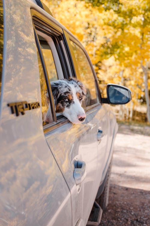 有关乘客, 伴侣, 公园的免费素材图片