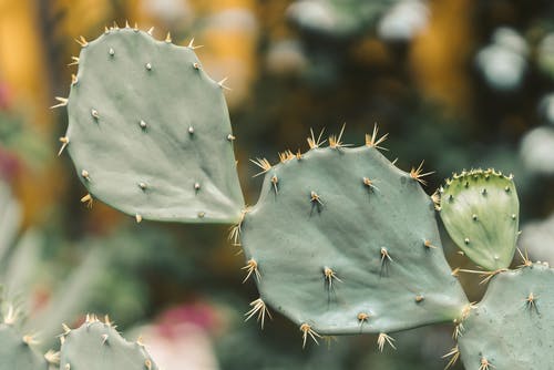 有关仙人掌, 刺, 多肉植物的免费素材图片