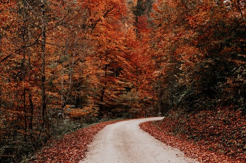棕色树木之间的灰色路 · 免费素材图片