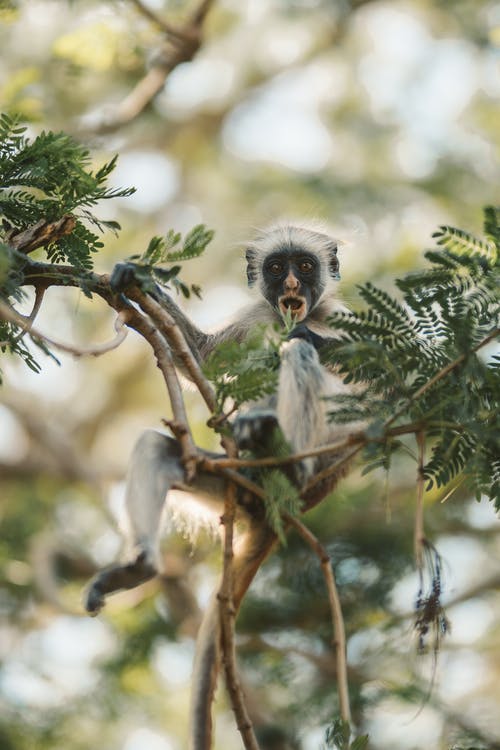 有关小猴子, 往上爬, 树的免费素材图片